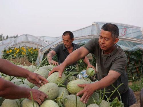 今日辛集吃瓜视频,揭秘当地美食文化新潮流